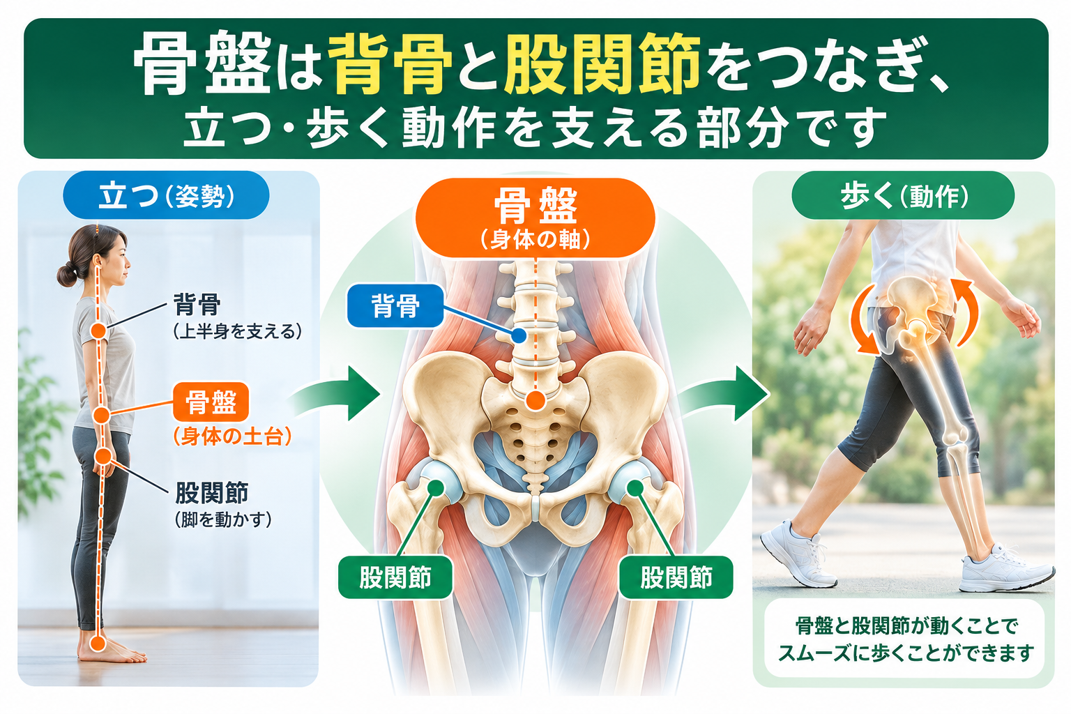 骨盤が背骨と股関節をつなぎ、立つ・歩く動作を支える仕組みを示した図解